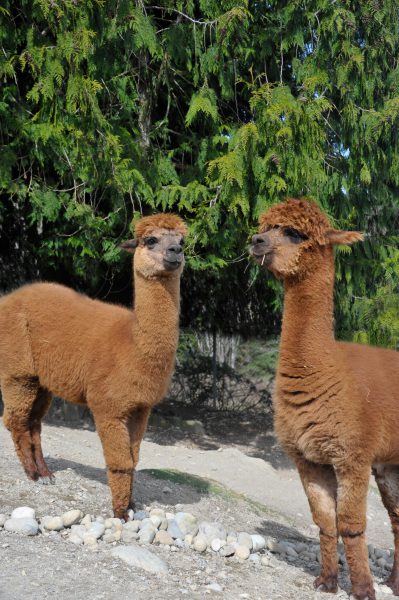 Alpaca - Cougar Mountain Zoo