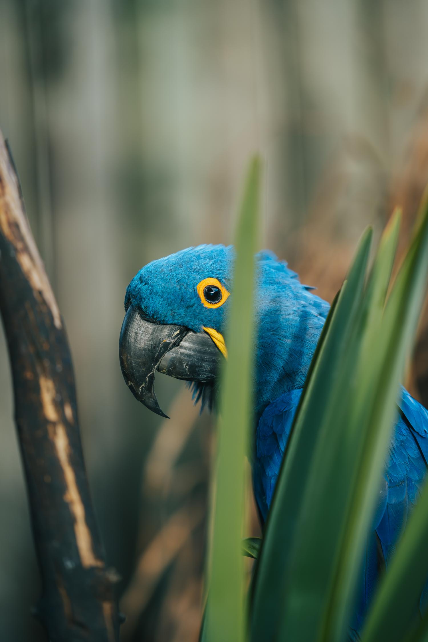 Hyacinth Macaw Cougar Mountain Zoo