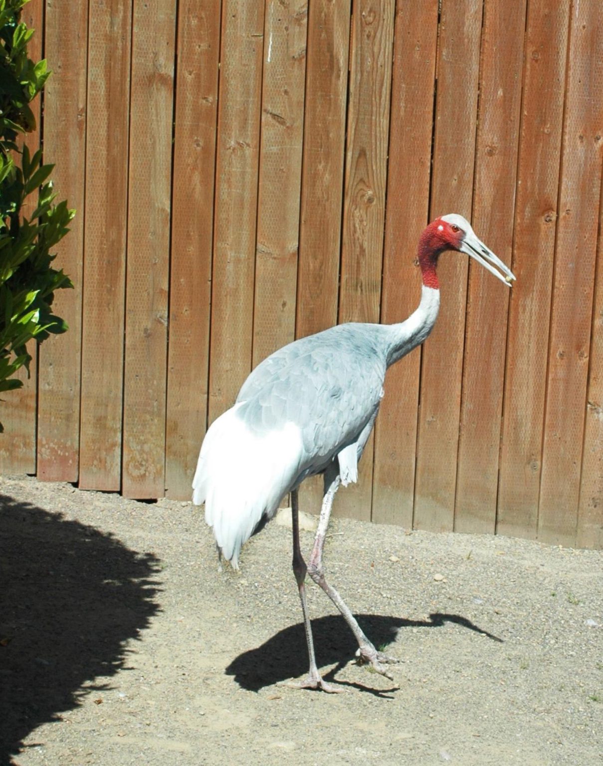 sarus-crane-cougar-mountain-zoo