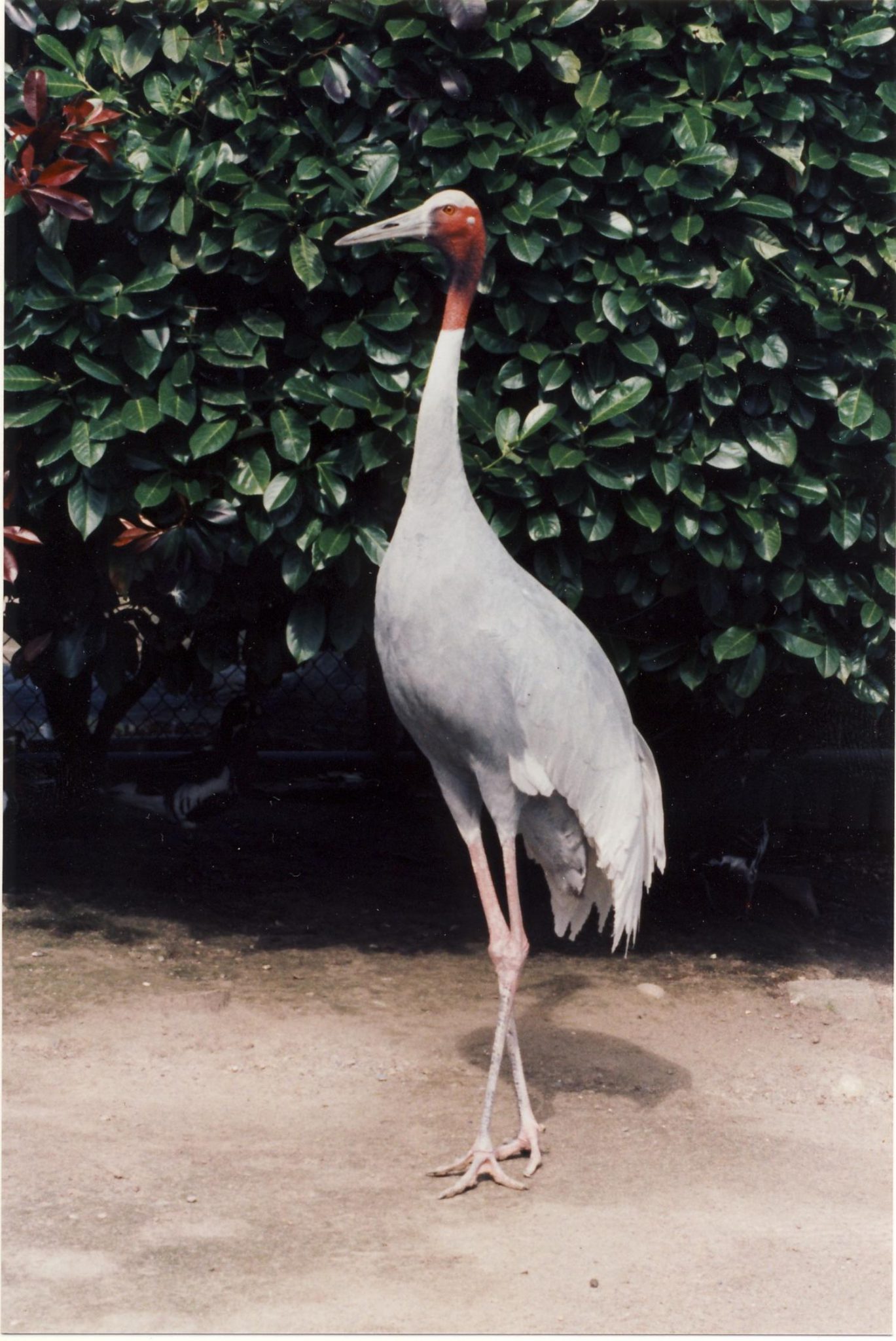 sarus-crane-cougar-mountain-zoo