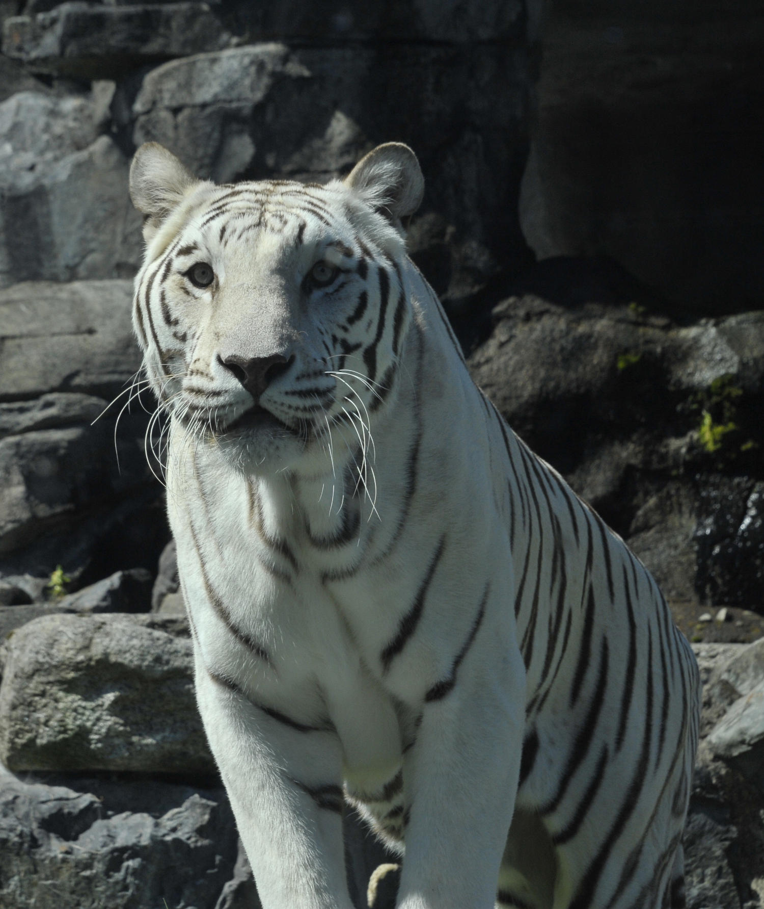 Interesting Facts About Royal Bengal Tiger, Joynagar