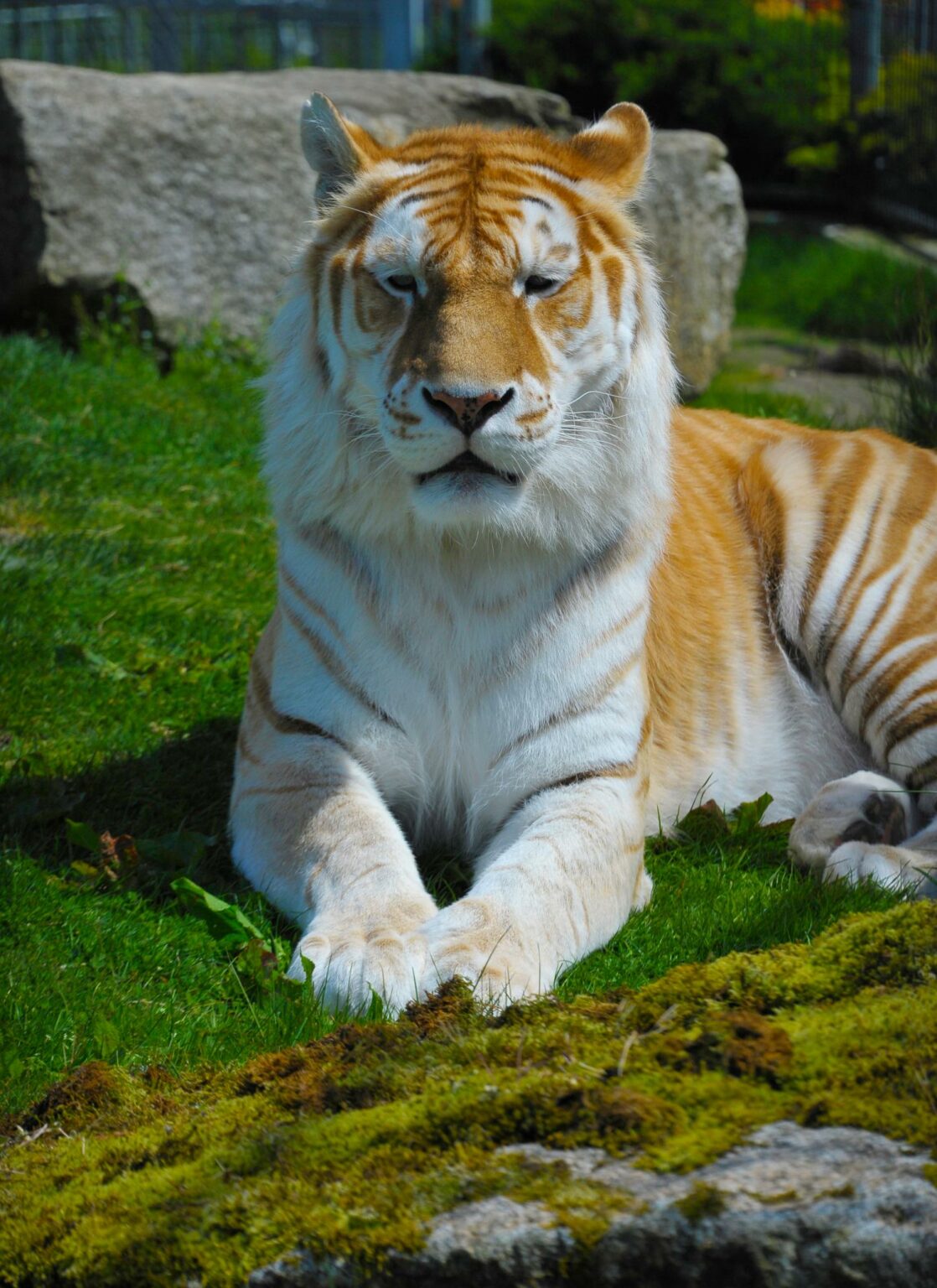 Bengal Tiger - Cougar Mountain Zoo