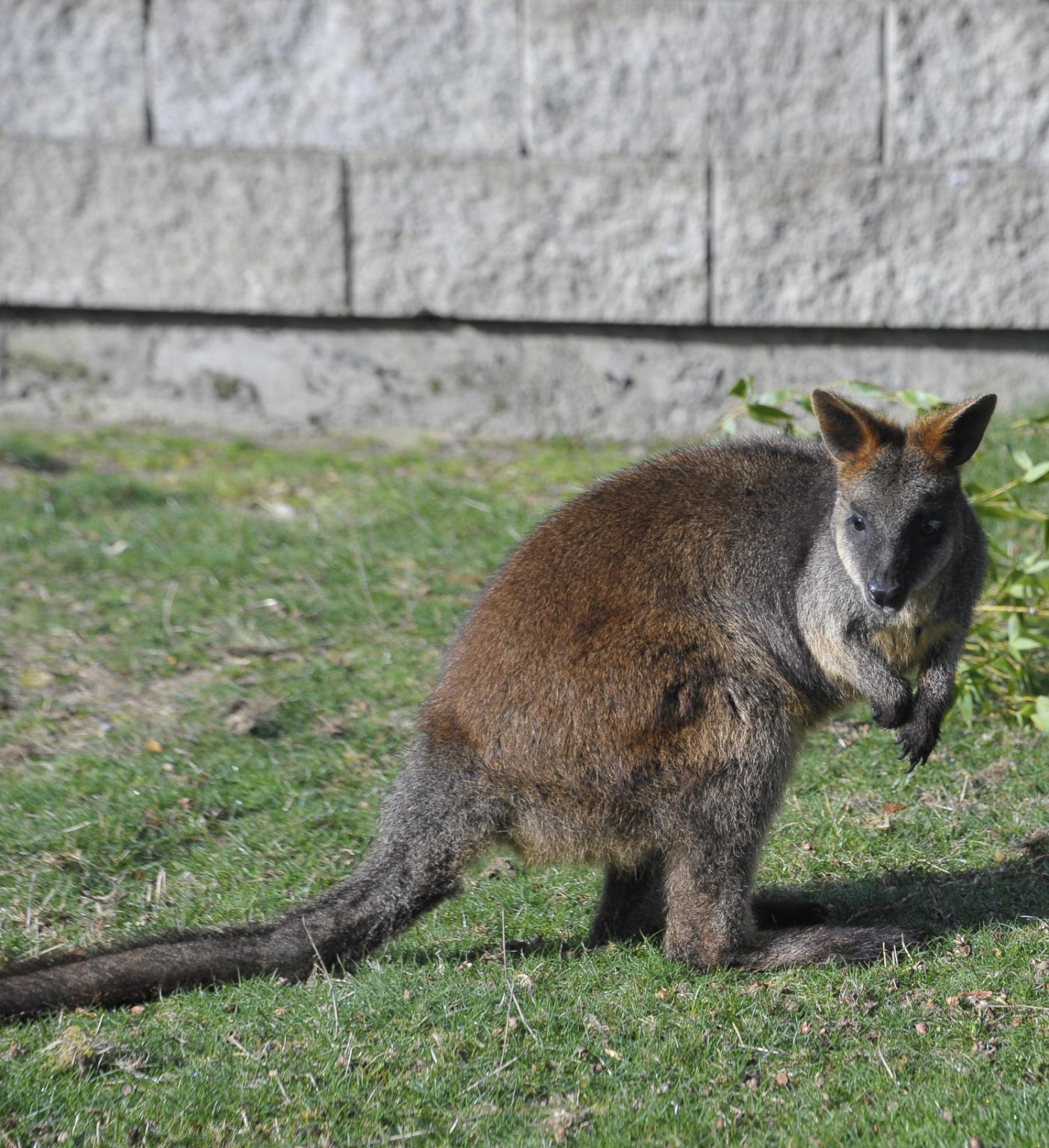 Swamp Wallaby - Cougar Mountain Zoo