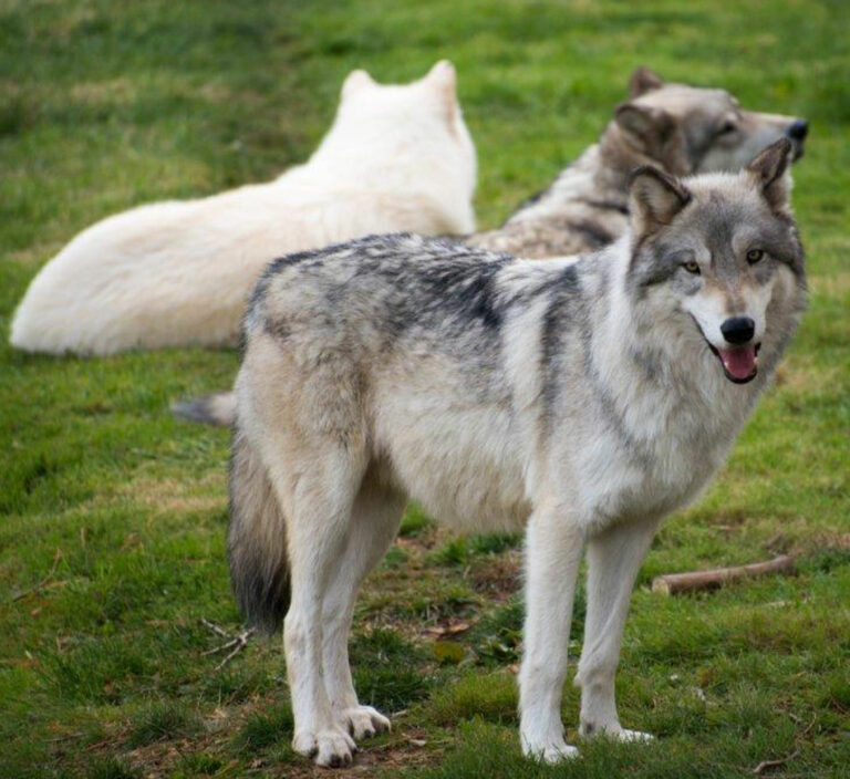 Gray Wolf - Cougar Mountain Zoo