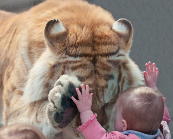 little boy up against glass with lion on the other side