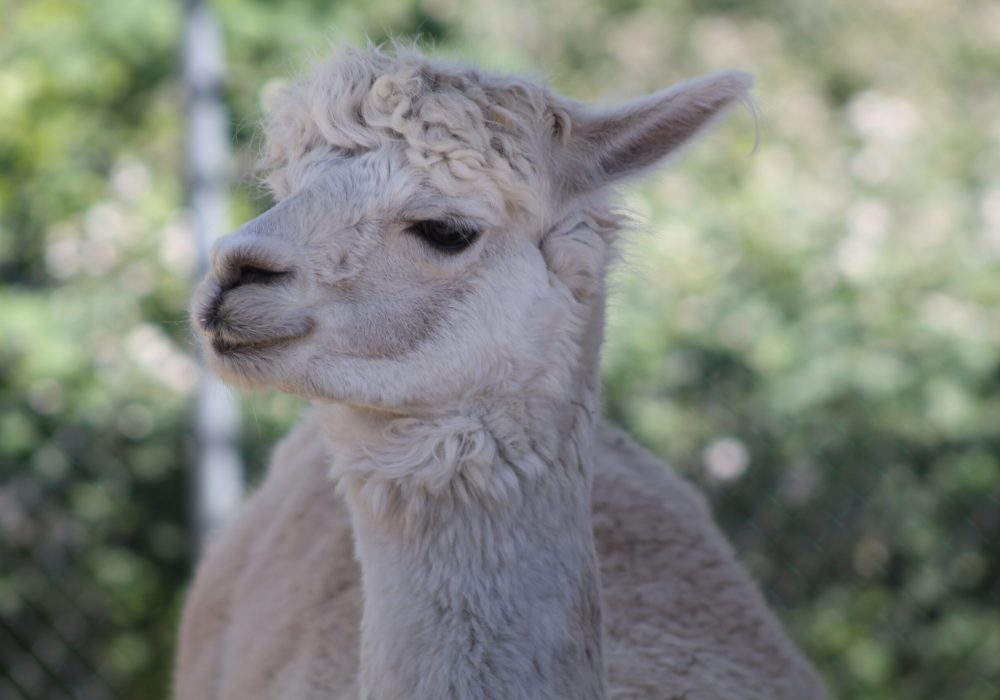 Alpaca main