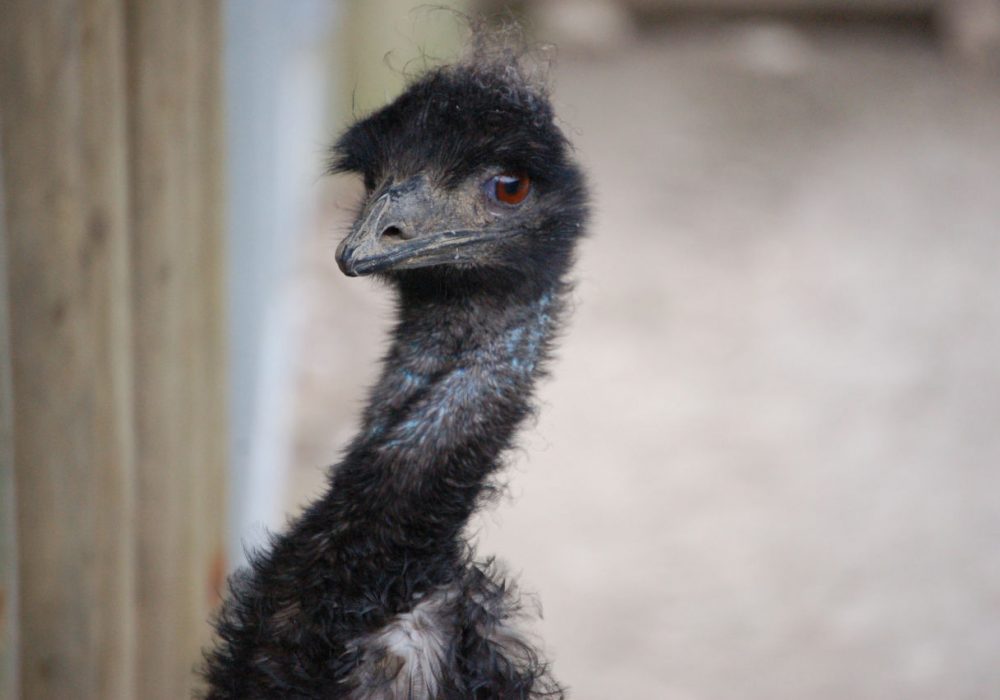 emu looking at the camera, beak facing left