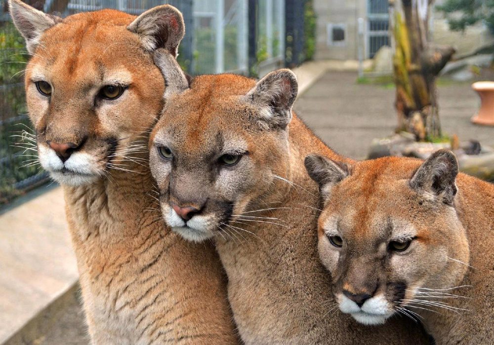 Cougar Mountain Zoo Three Cougars Header