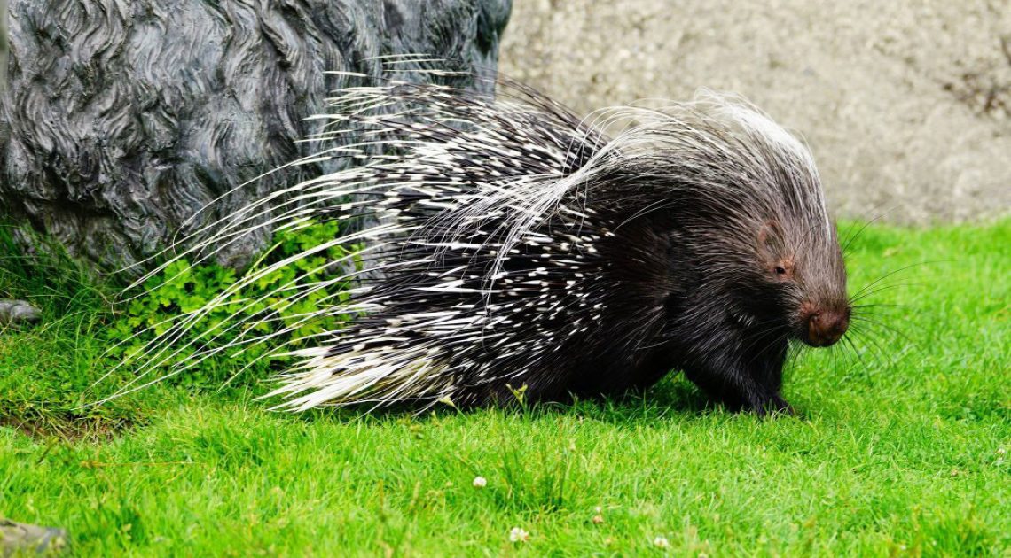 Zam the Porcupine