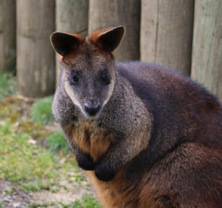 members-wallaby