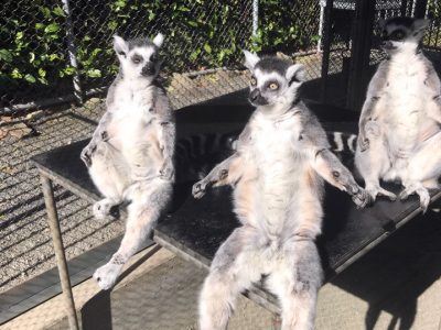 Volunteer Buddies Lemurs