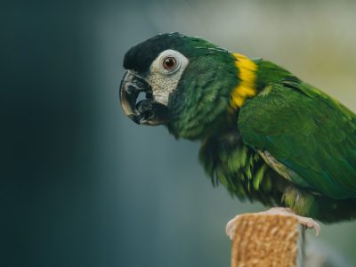 Volunteer Macaw