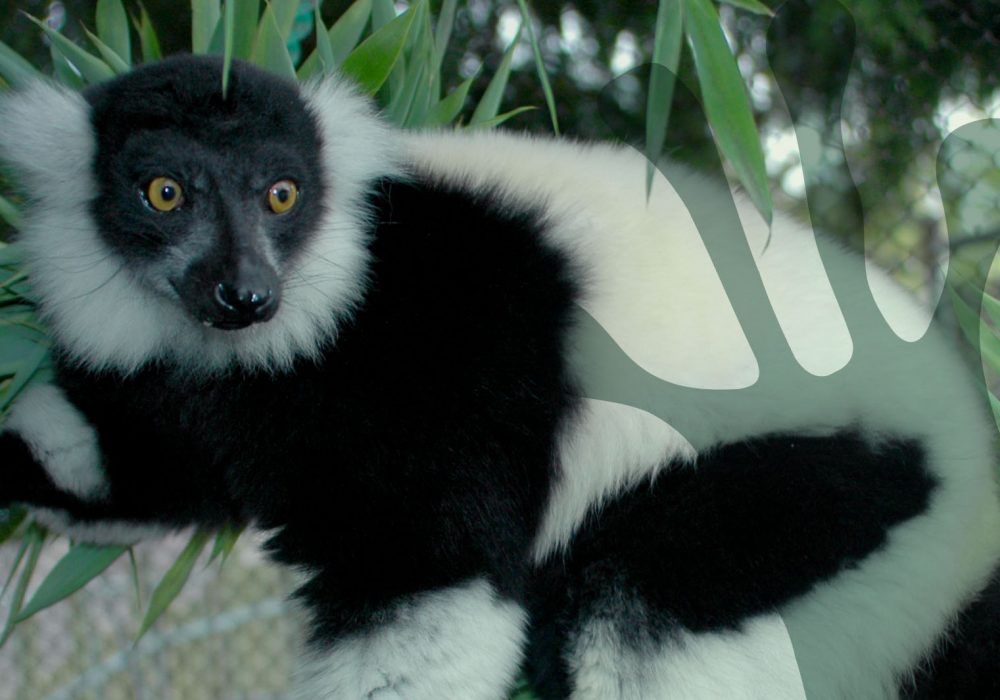 world-of-lemurs-black-and-white-ruffed-header