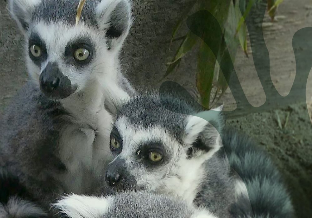 world-of-lemurs-ring-tailed-header