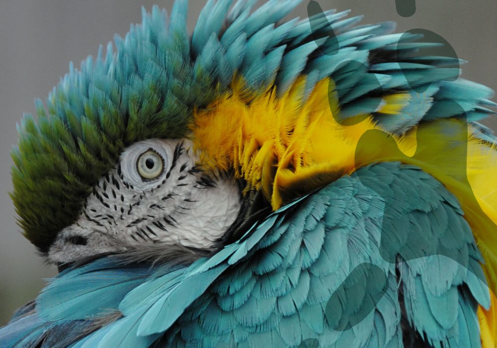 world-of-macaws-blue-and-gold-header