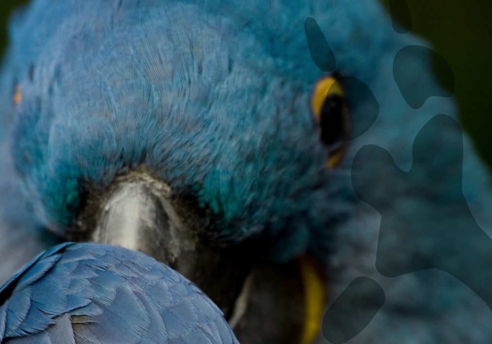 world-of-macaws---hyacinth-header